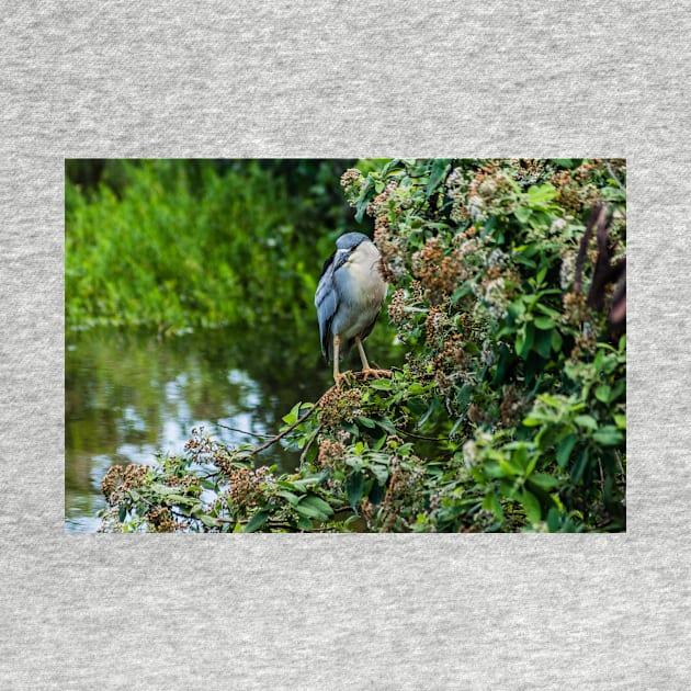 Honolulu of black-crowned night heron by KensLensDesigns